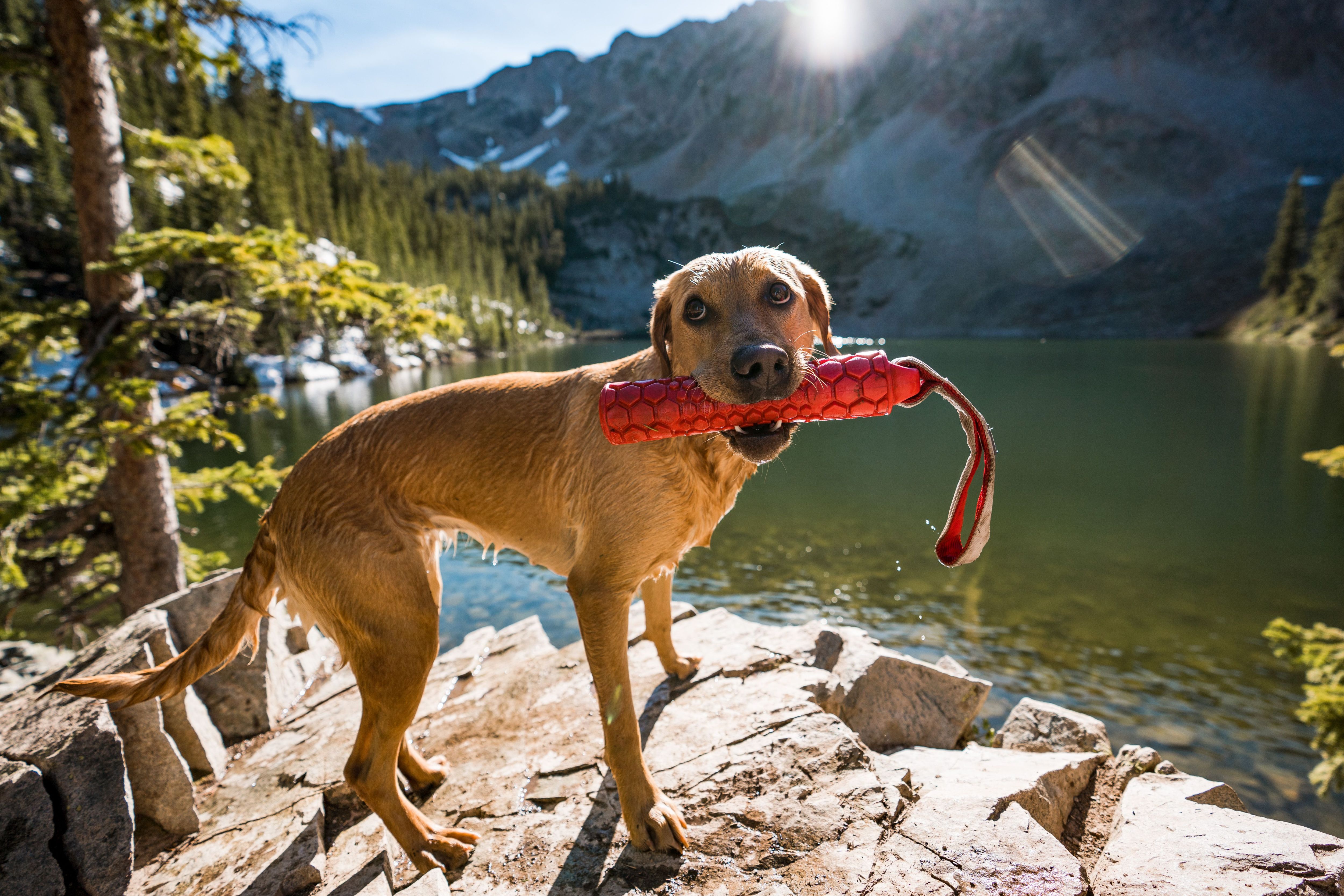 Announcing the NGage "Dog Days of Summer" Photo Contest! Flylords Mag