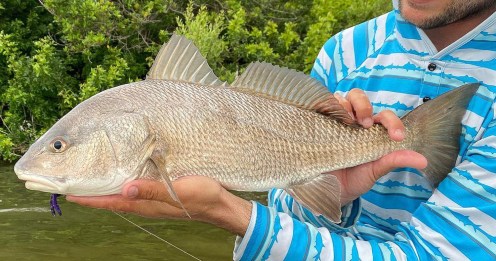 Hybrid Redfish/Black Drum