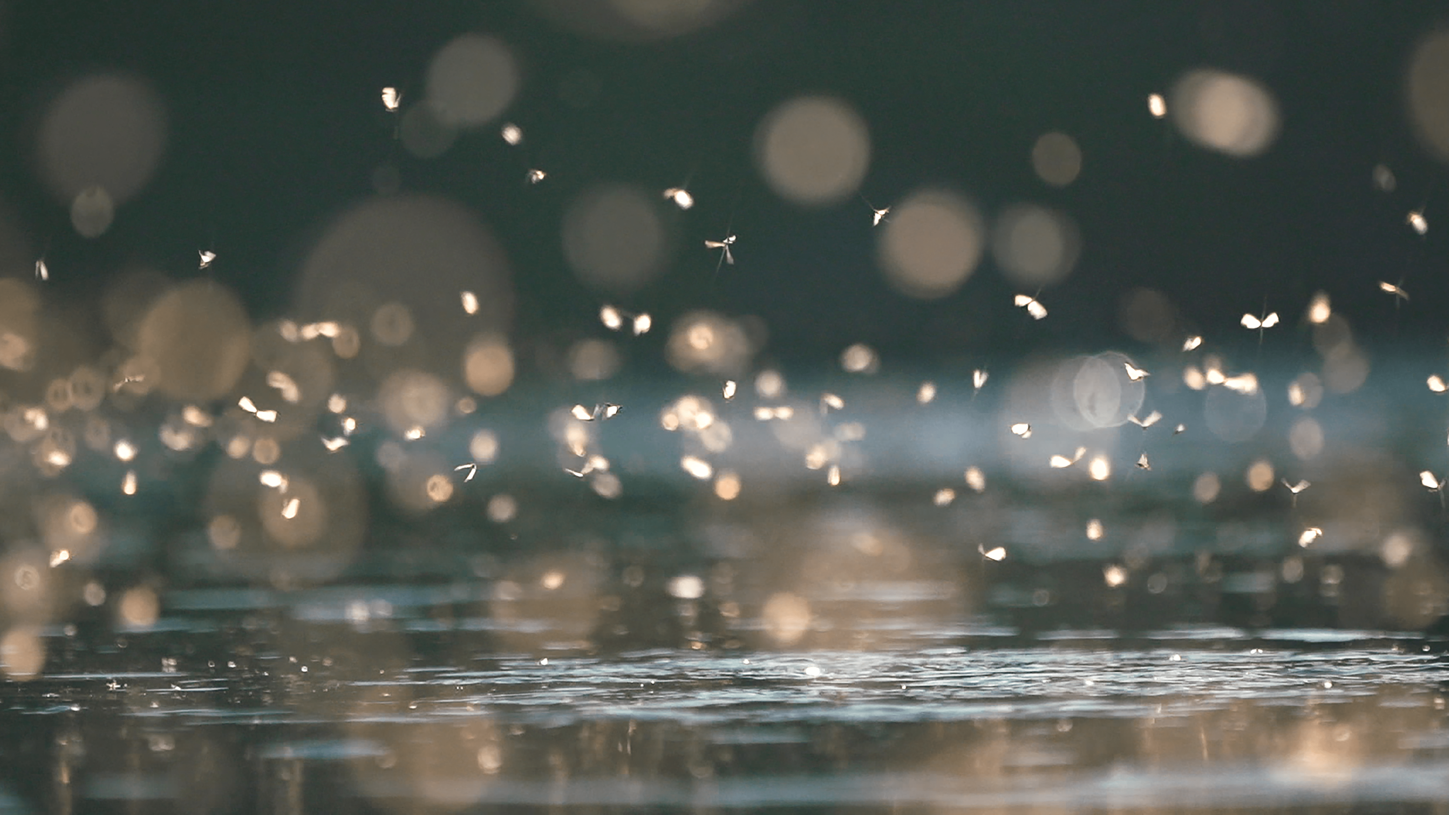 The Drift: Caddis Fever