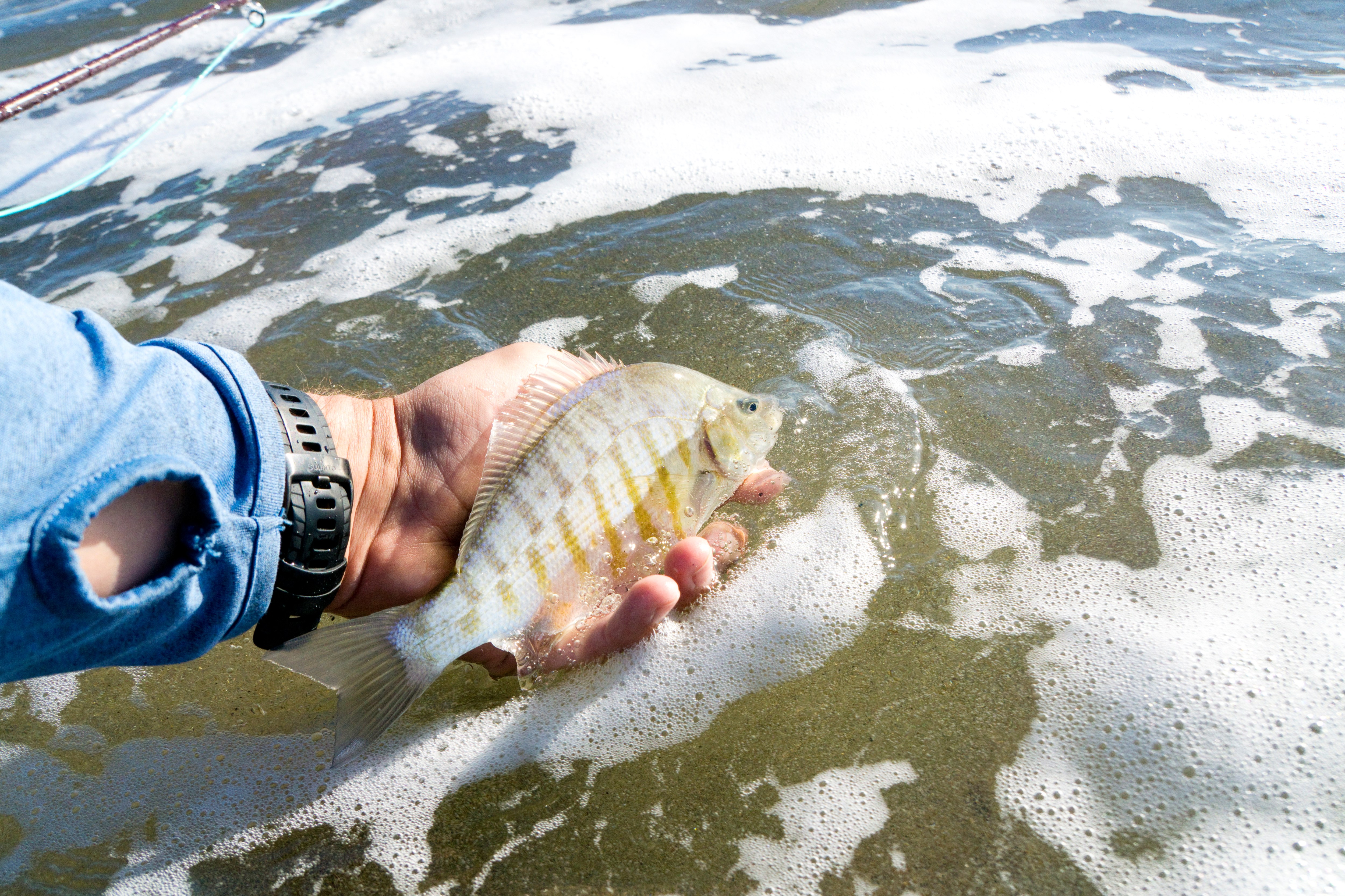 Sub Perch A Beginner's Ode to Surfperch - Flylords Mag