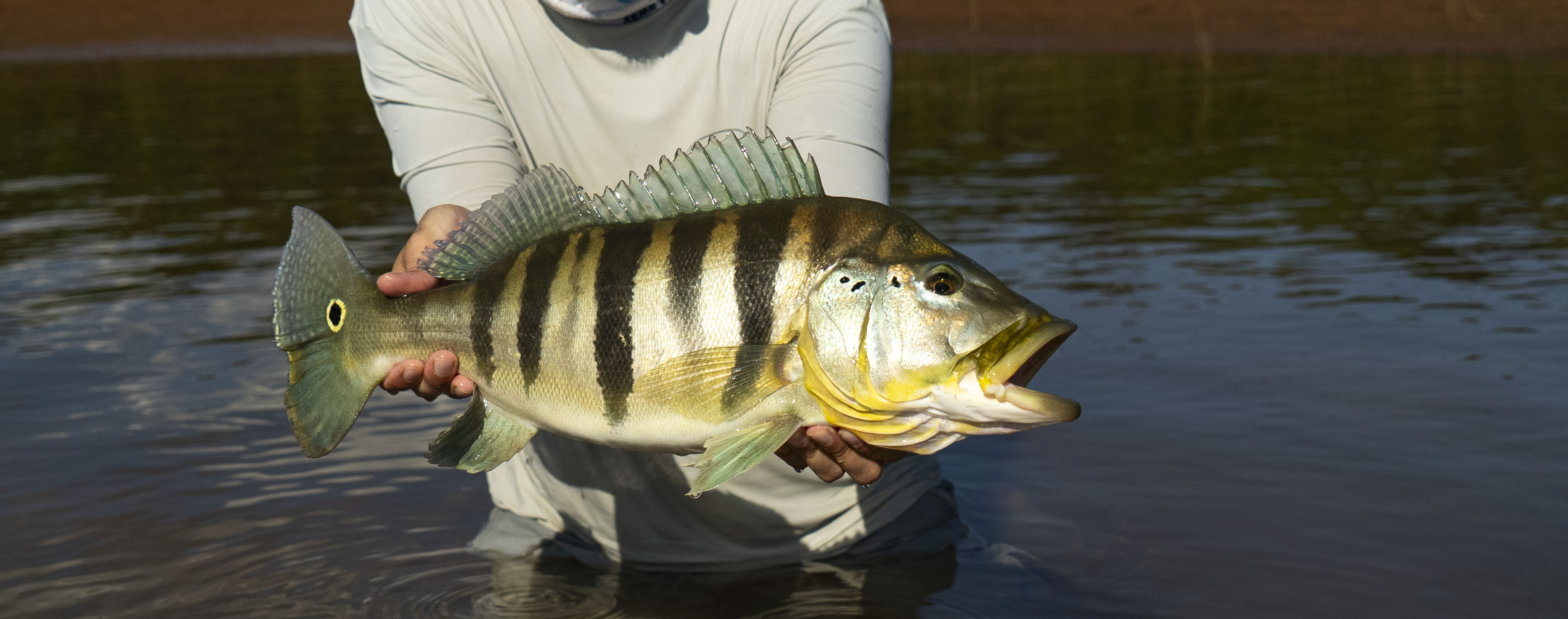 Angler Story- Chasing Blue Peacock Bass - Flylords Mag