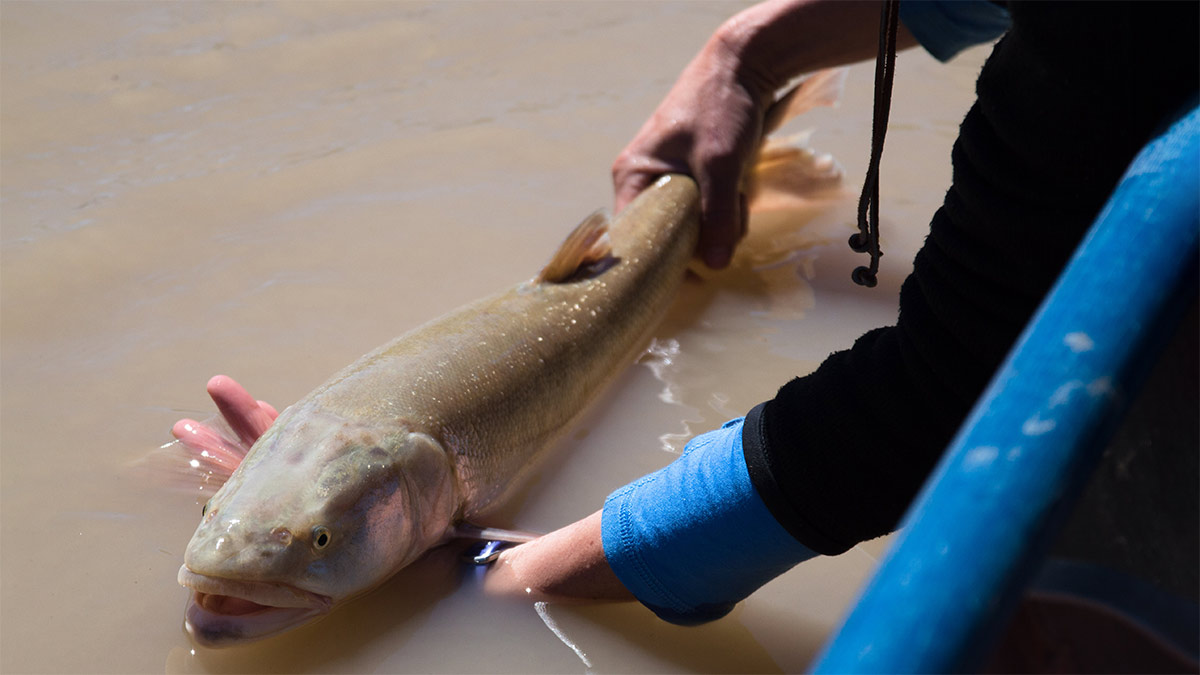 The Colorado River’s Native&nbsp;Predator