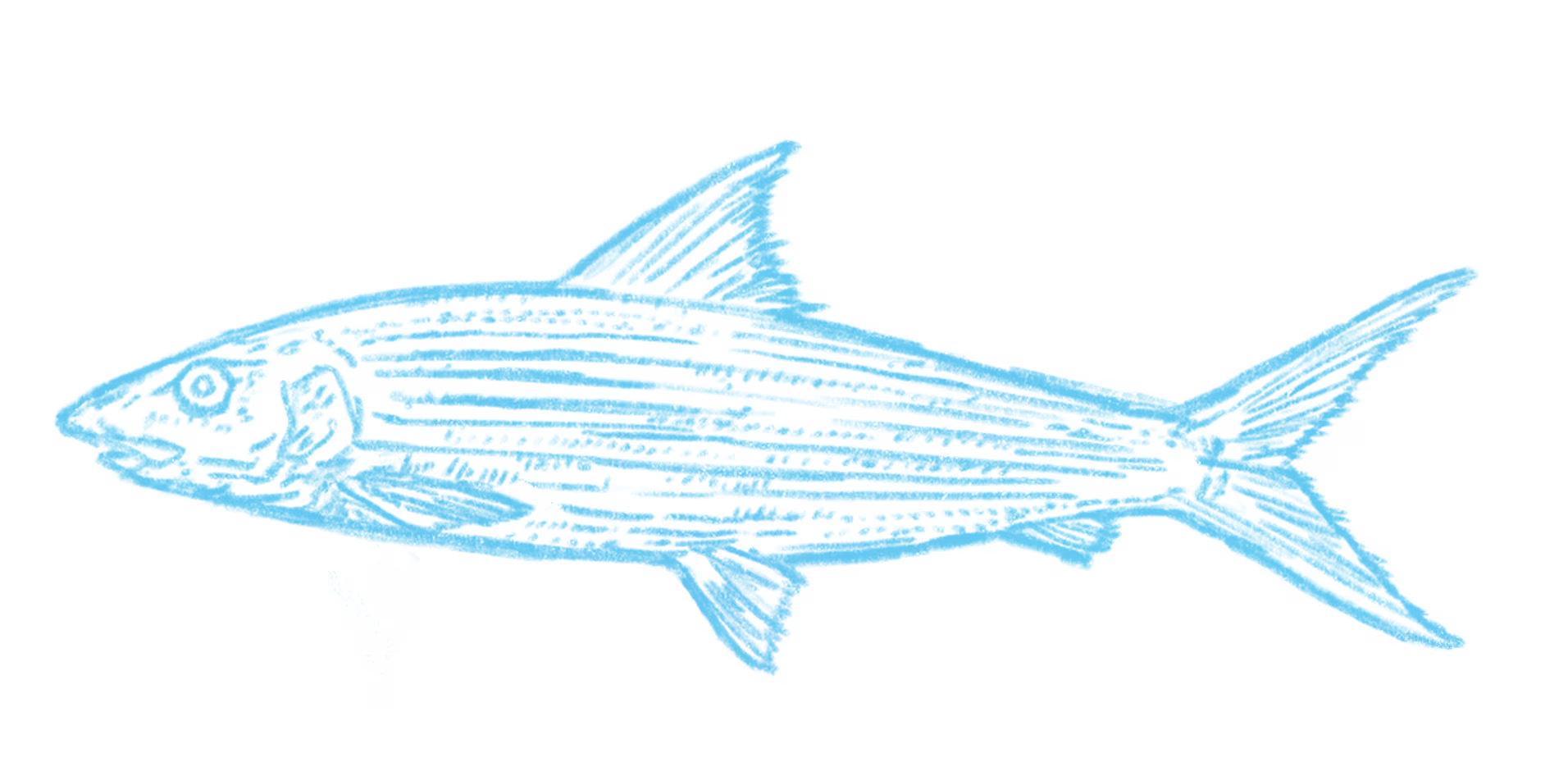 Bonefish