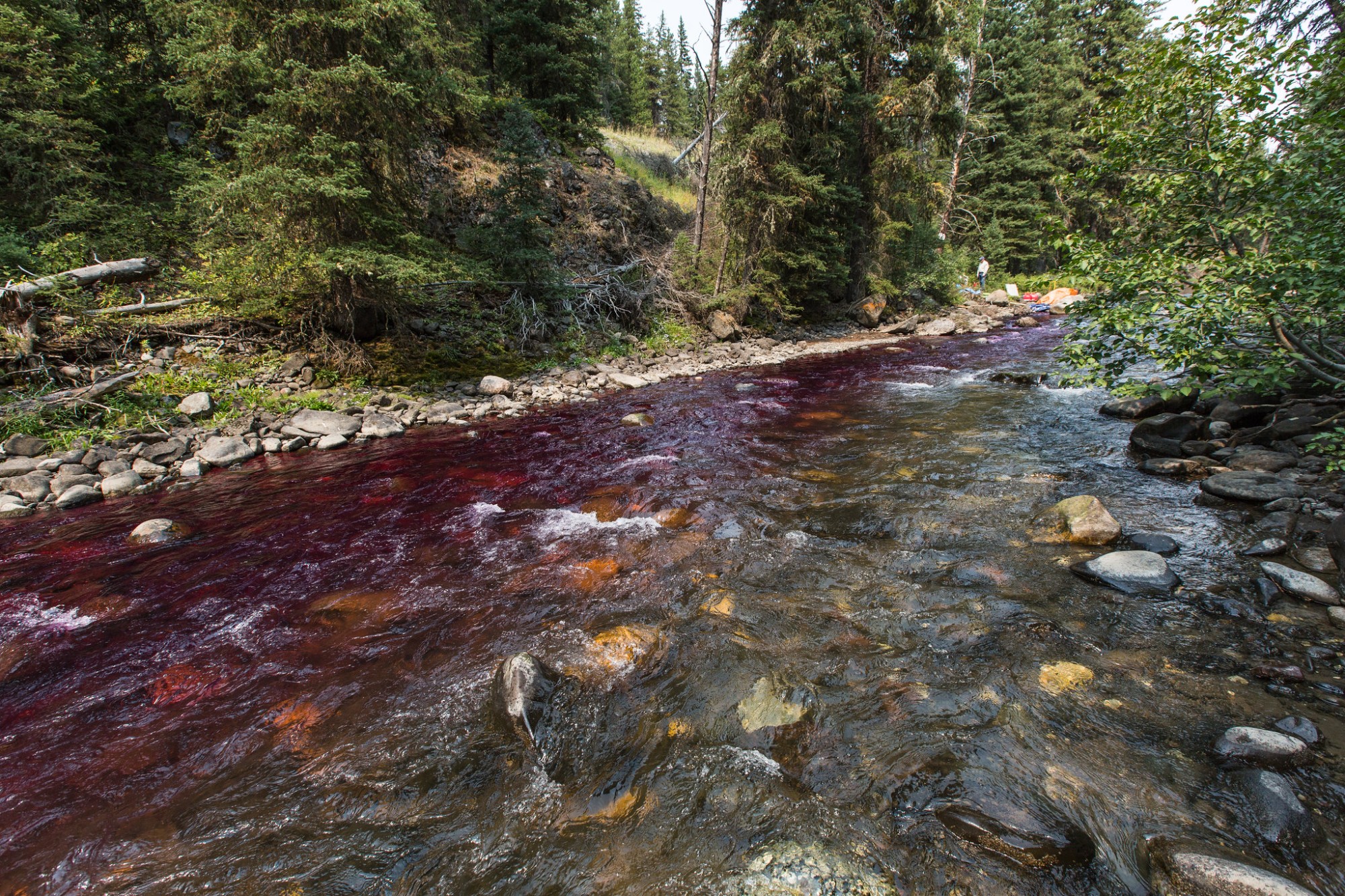 Yellowstone Closes Buffalo Creek For Fish Restoration
