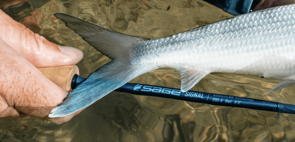 Sage Releases New Signal Saltwater Rod